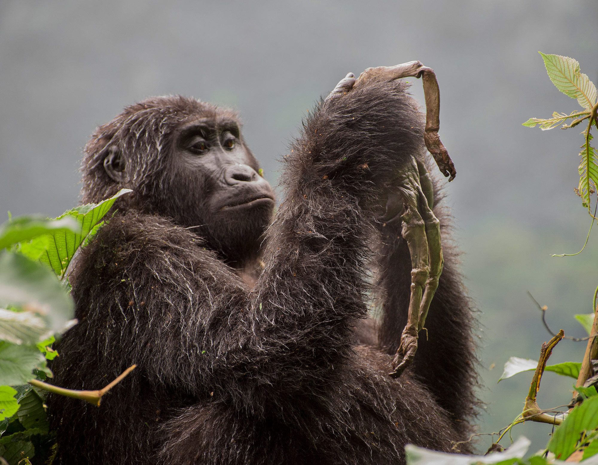 Tragic image of an orphan macaque wins wildlife photography award