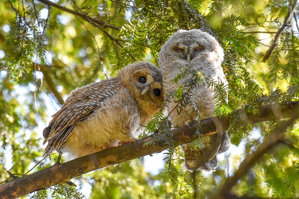 owls on branch