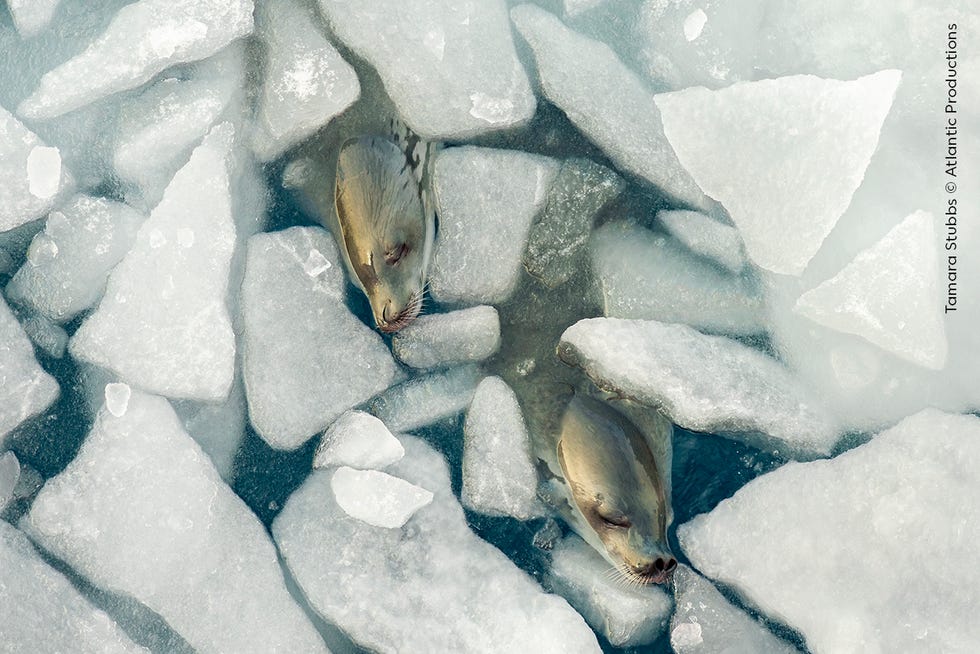 sleep seals