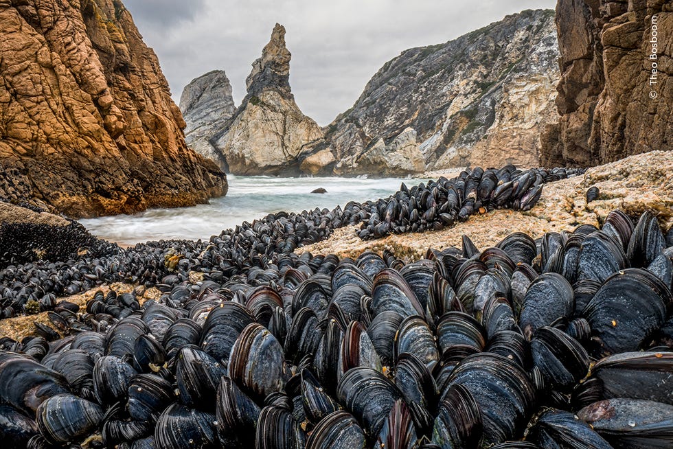 mussels on beach