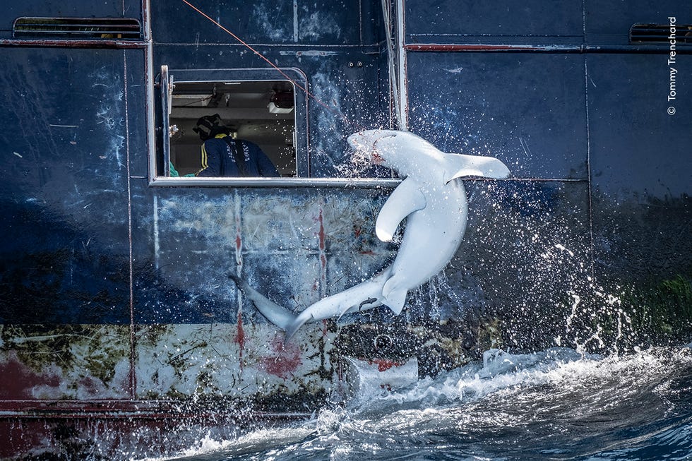 shark caught by ship