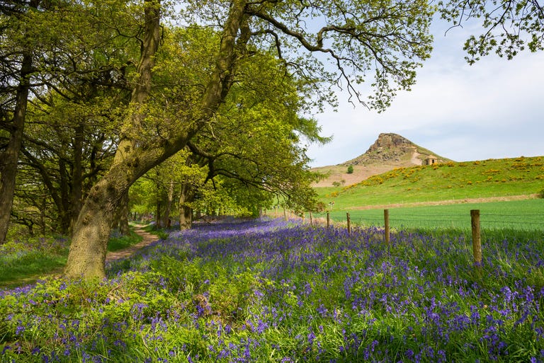 a path winds through a bluebell wood at roseberry topping, a scenic area of the north york moors national park.