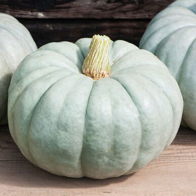 types of pumpkin like the jarrahdale variety