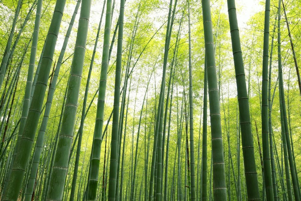 Bamboo forest in Japan.