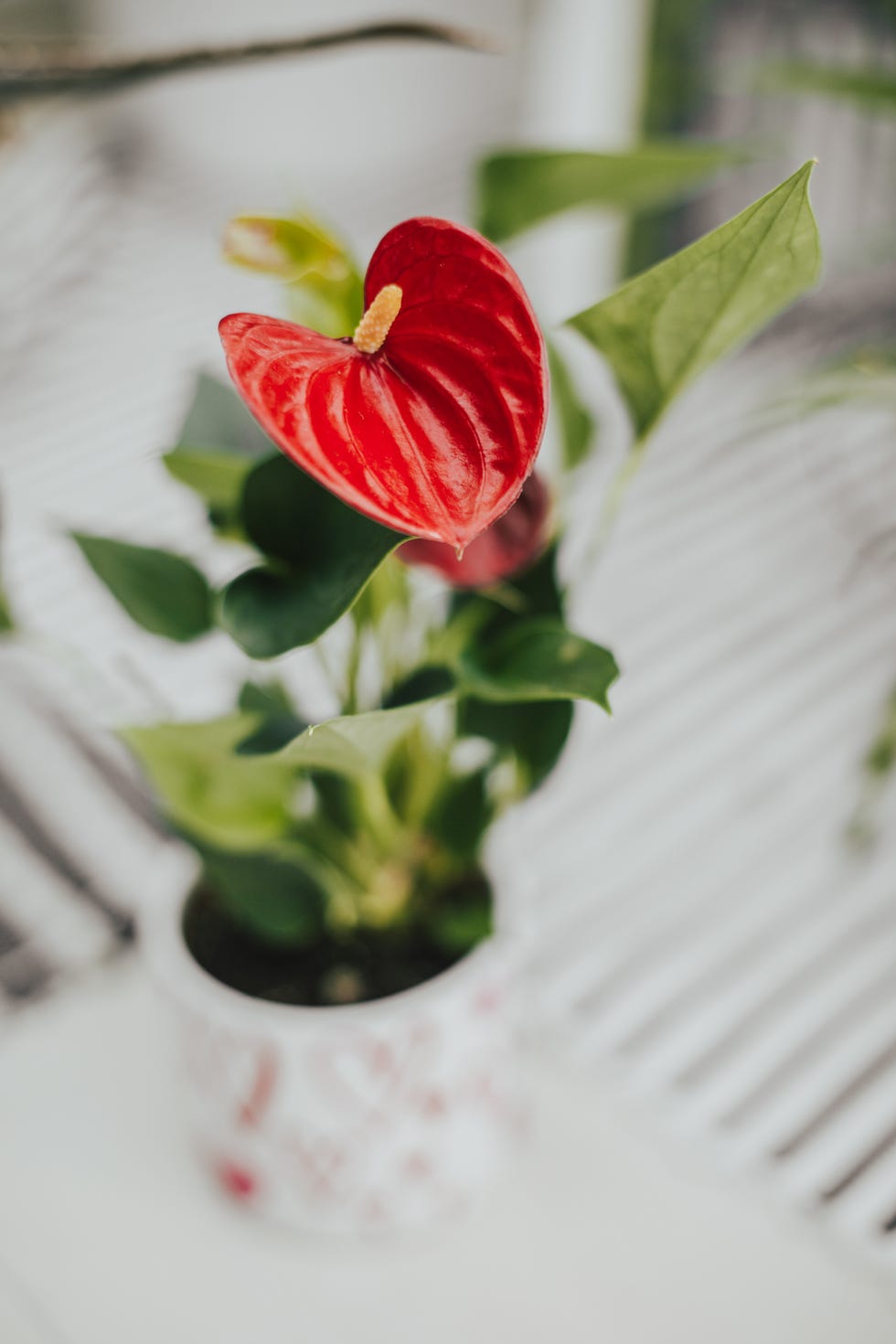 anthurium potted house plant