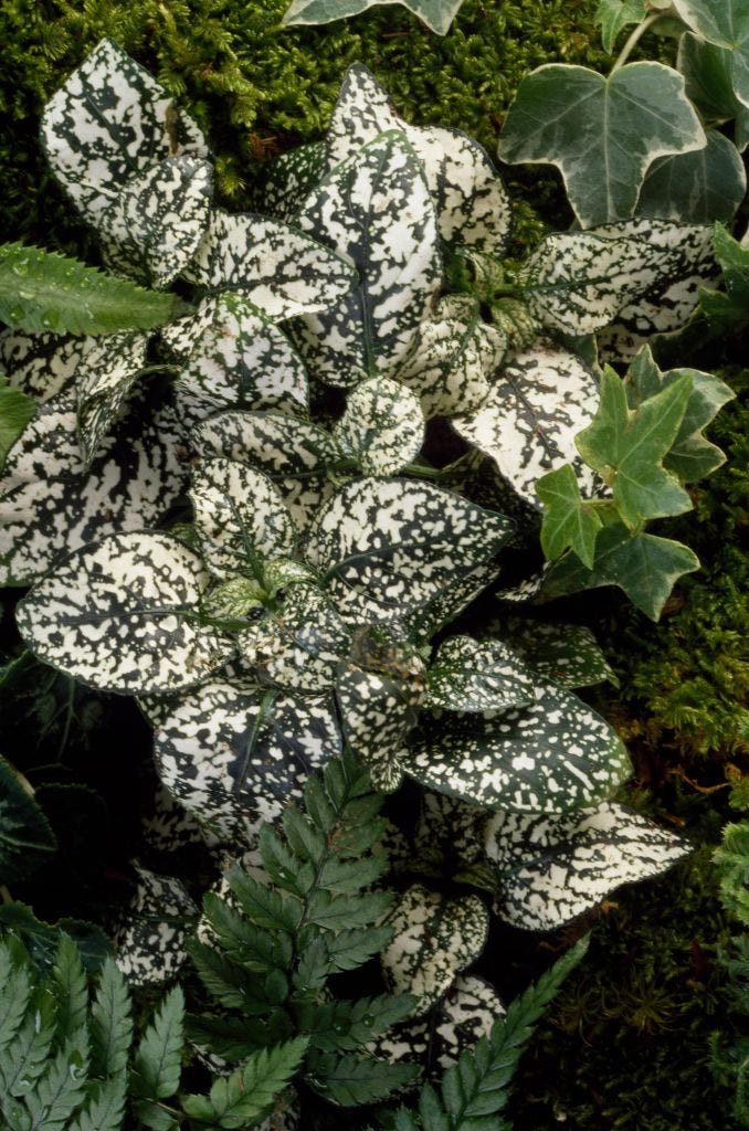 Baker polkadot-plant (Hypoestes phyllostachya)...