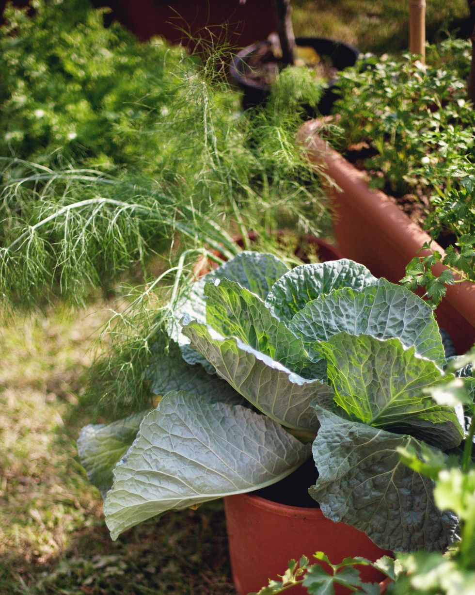 How to Grow Vegetables in Containers