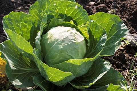 Cabbage Growing in the Vegetable Garden
