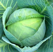 Cabbage (Brassica oleracea)
