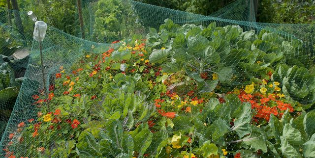 RSPCA Urges Households To Avoid Garden Netting