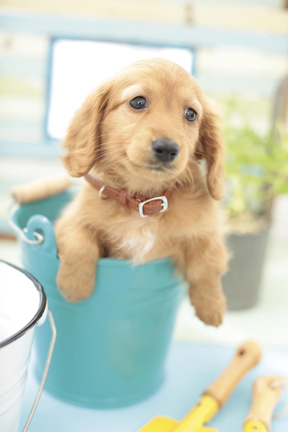 Mascotas: Un cachorro en casa