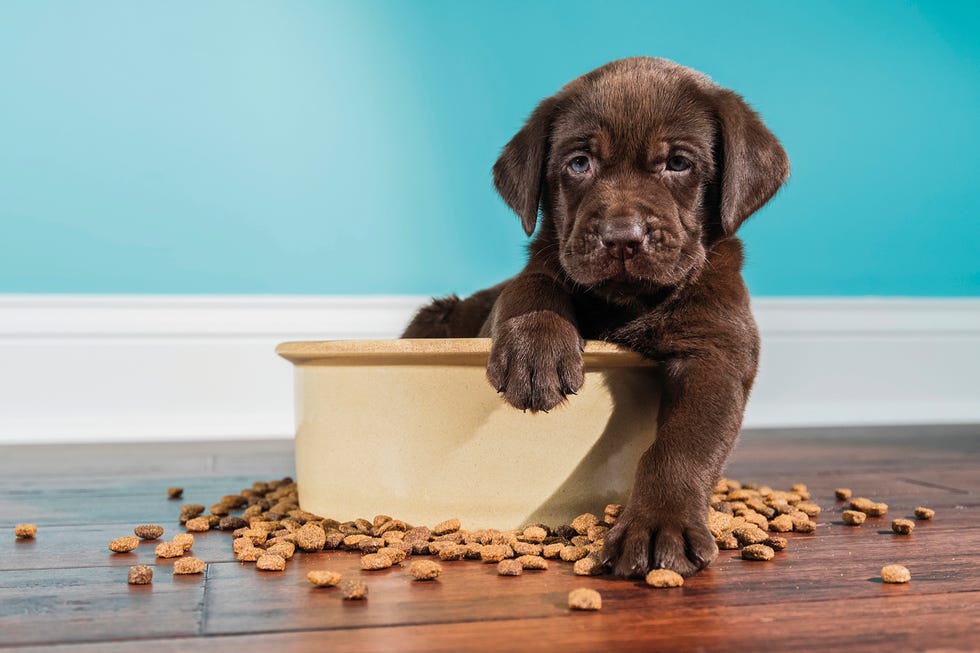 alimentación de cachorros de perros