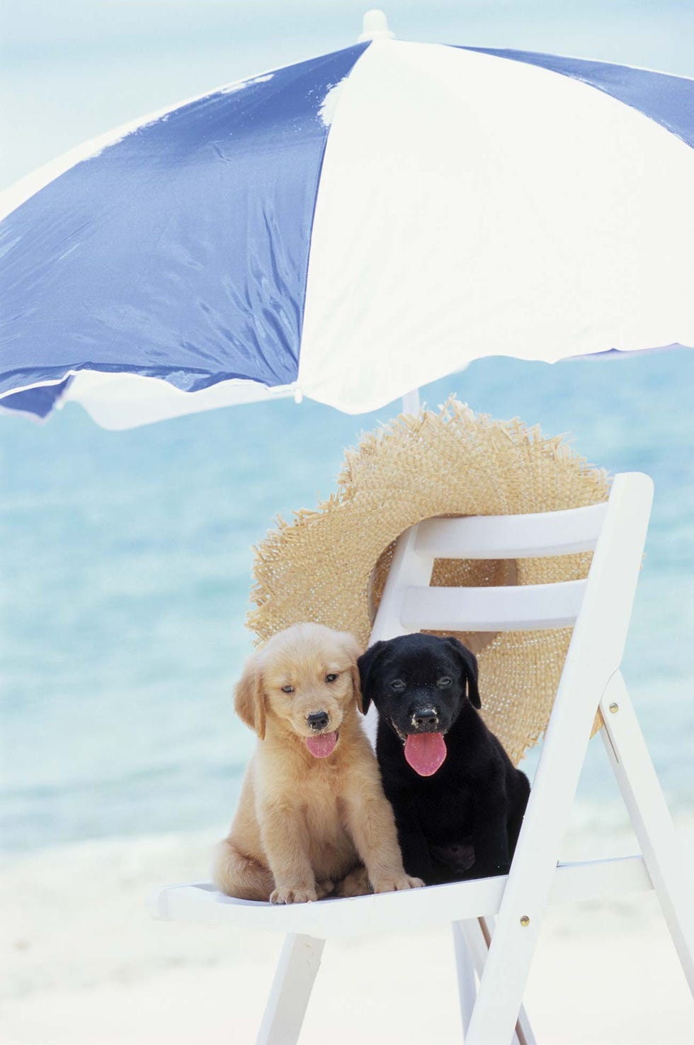 Cachorros en la playa