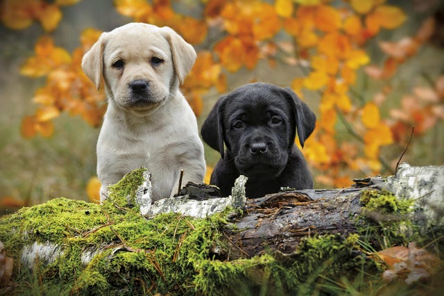 Perros y mascotas: Cachorros en otoño