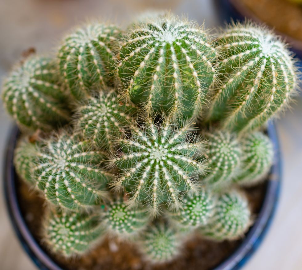 prickly cacti