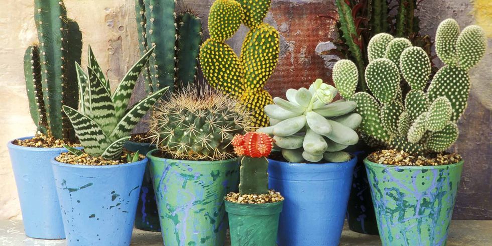 Cactus, Flowerpot, Plant, Terrestrial plant, Houseplant, Flower, Thorns, spines, and prickles, Botany, Prickly pear, Succulent plant, 