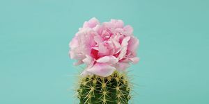 Pink, Cactus, Flower, Plant, Petal, Terrestrial plant, Thorns, spines, and prickles, Wildflower, Flowering plant, Hedgehog cactus, 