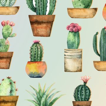Cactus, Flowerpot, Plant, Botany, Houseplant, Saguaro, Succulent plant, Flower, Prickly pear, Caryophyllales, 