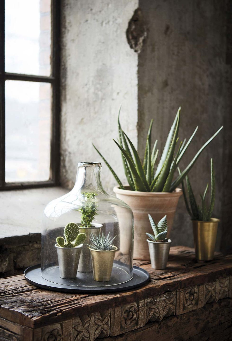 cactus