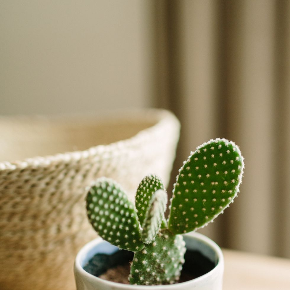small cactus in handmade ceramic pot, in the background a rush basket
