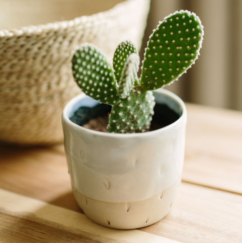 small cactus in handmade ceramic pot, in the background a rush basket