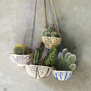 a group of plants in baskets