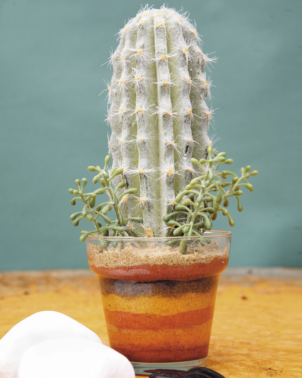 cactus cactus cephalocereus senilis o cabeza de viejo con sustrato de arena teñida en maceta de cristal
