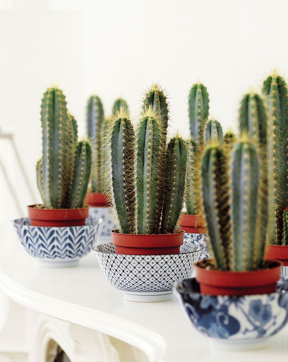 cactus cereus en cuencos de cerámica