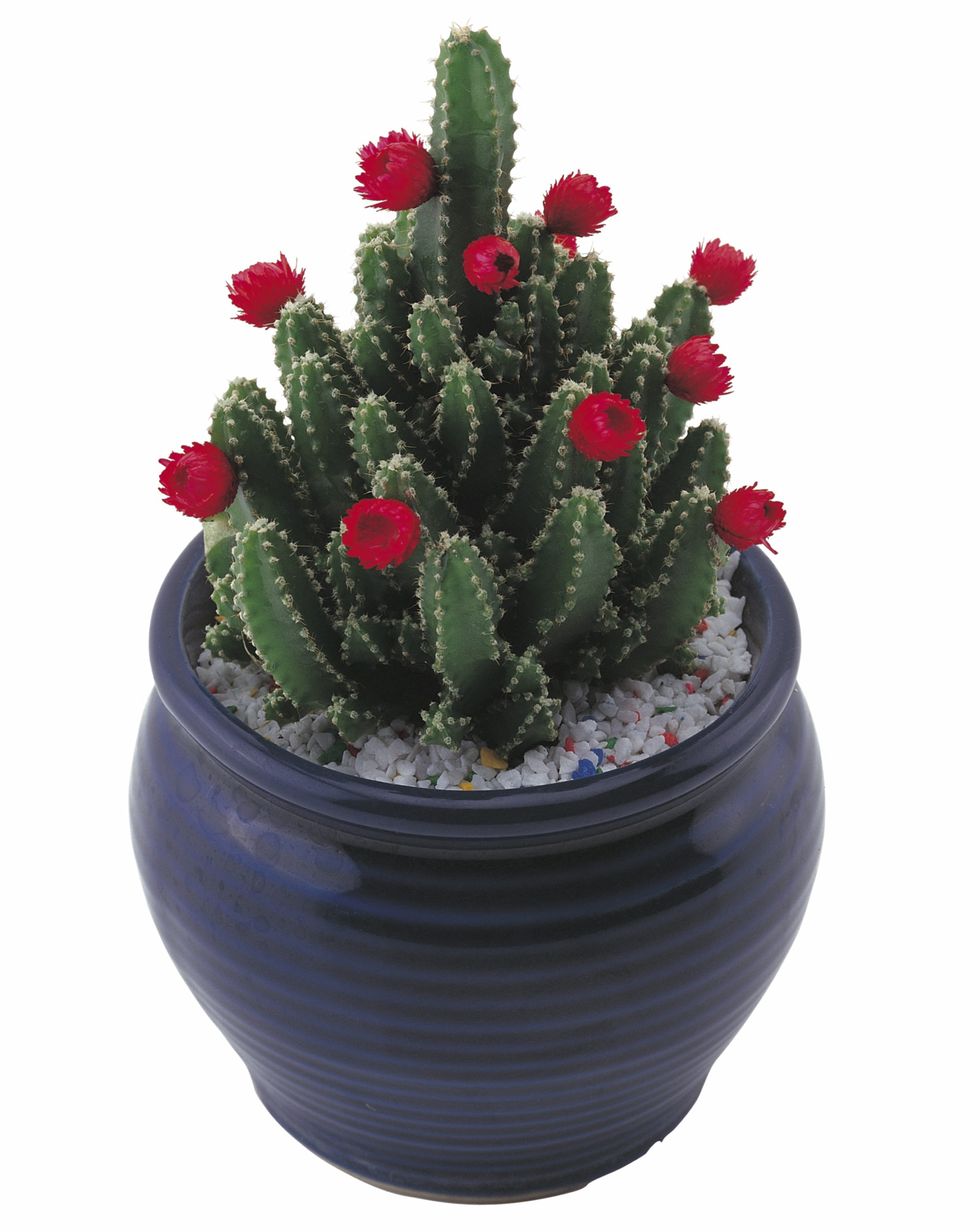 cactus chamaelobivia injertado con flor roja