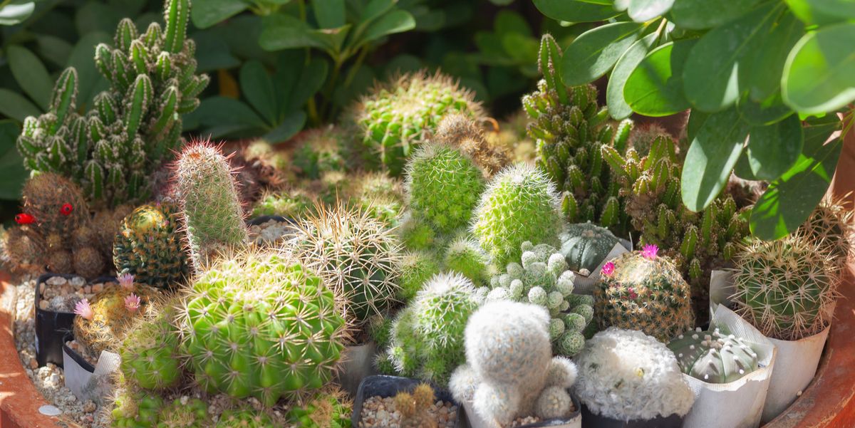 The 10 Best Types of Flowering Cacti to Grow at Home