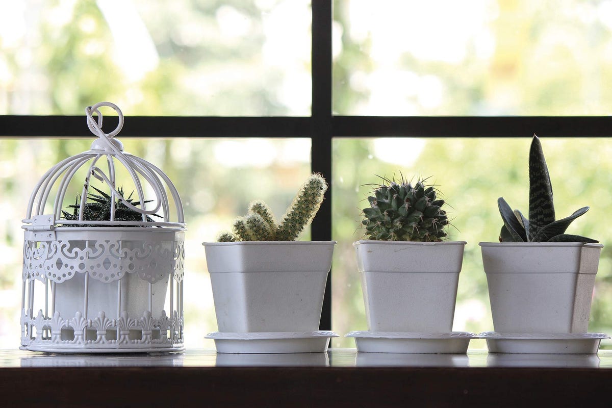 cactus en maceta