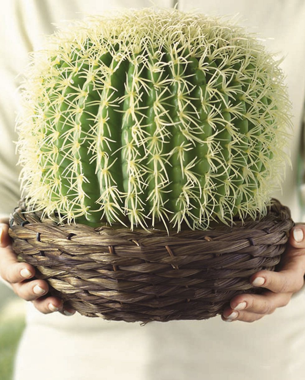 los cactus mammillaria don los más comunes y fáciles de cuidar, de diesashop