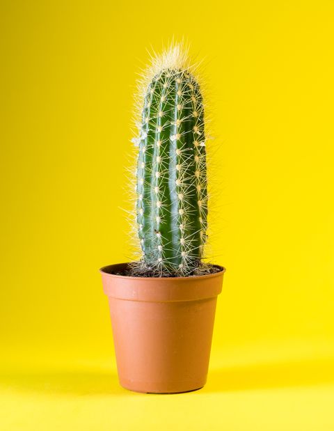 cactus plant isolated