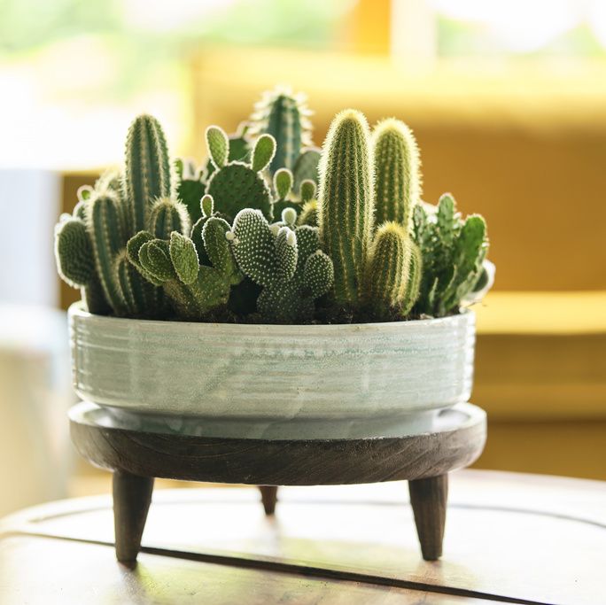 cactus on plant pot stand