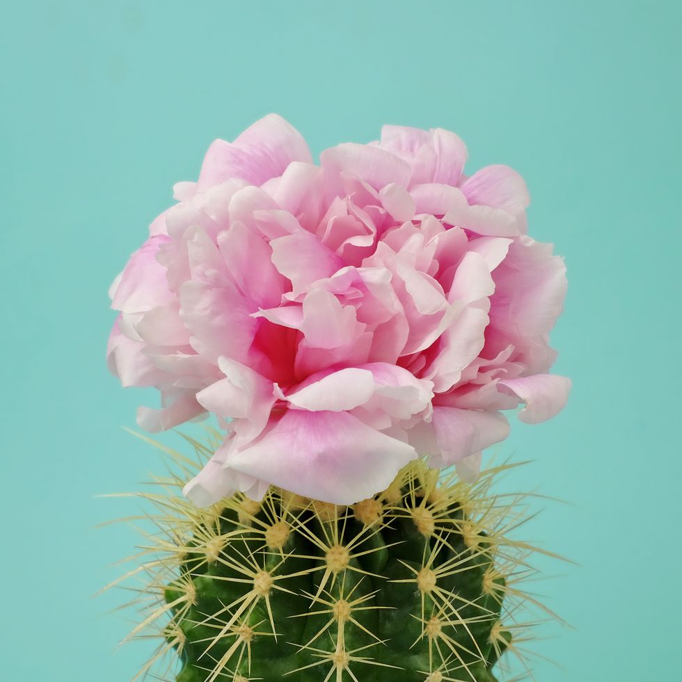 cactus pelle skincare benefici