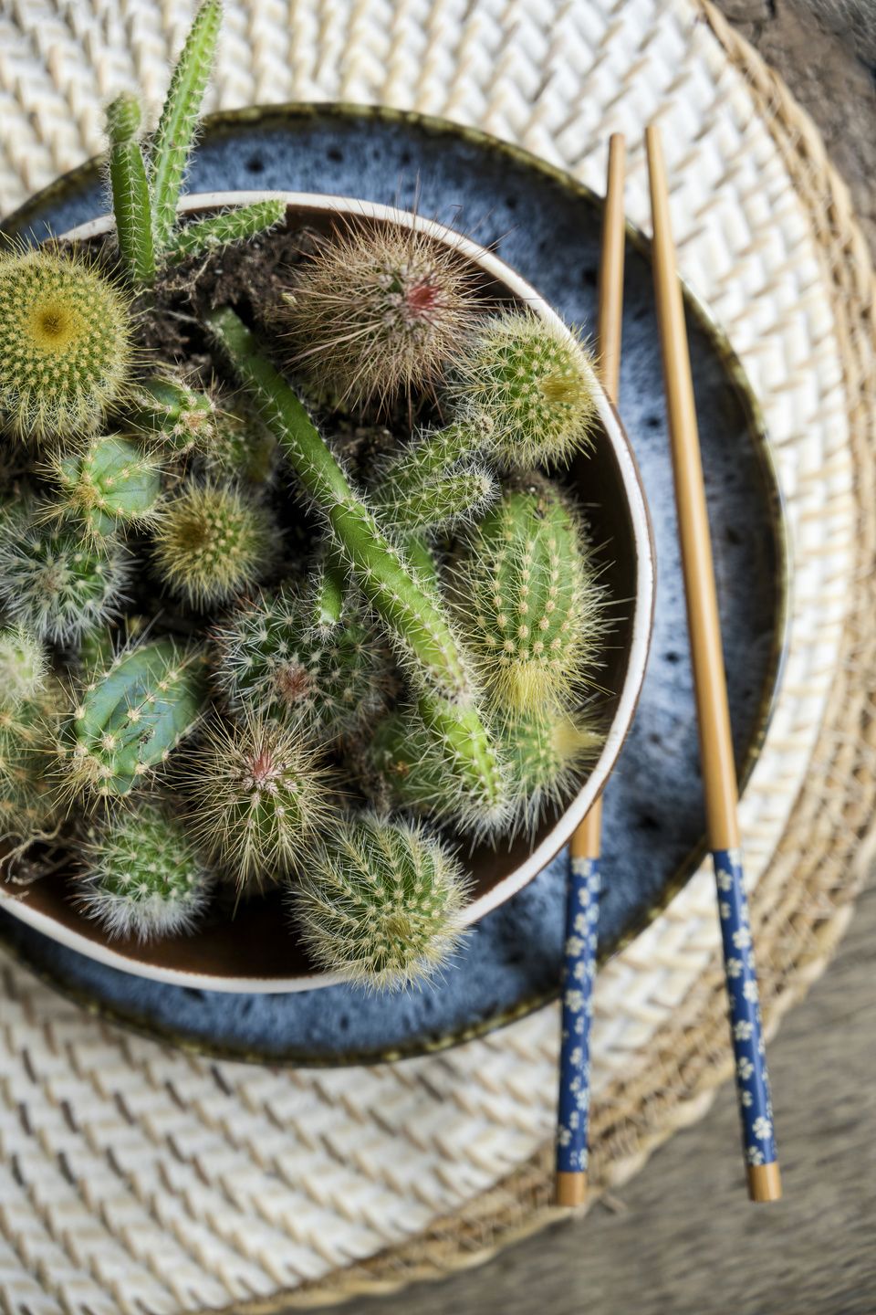 cactus plants in bowl on table