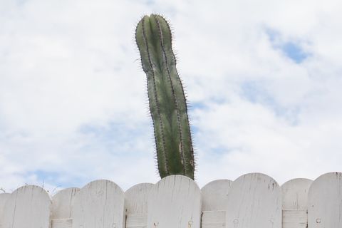 cactus with penis shape