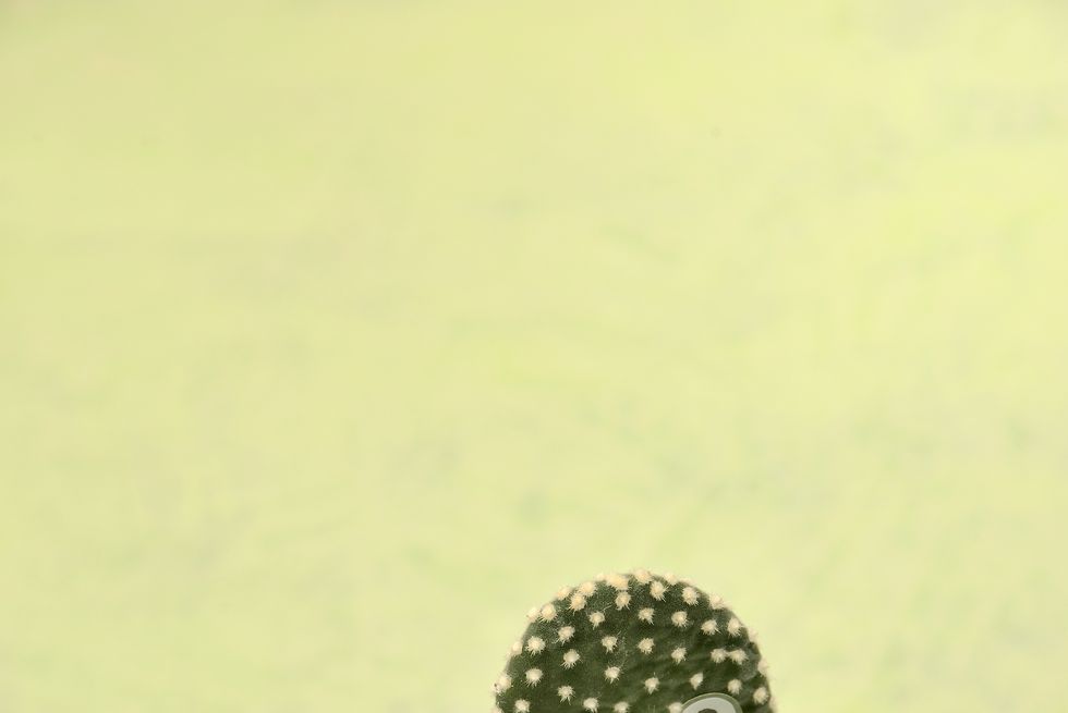 a cactus with the face