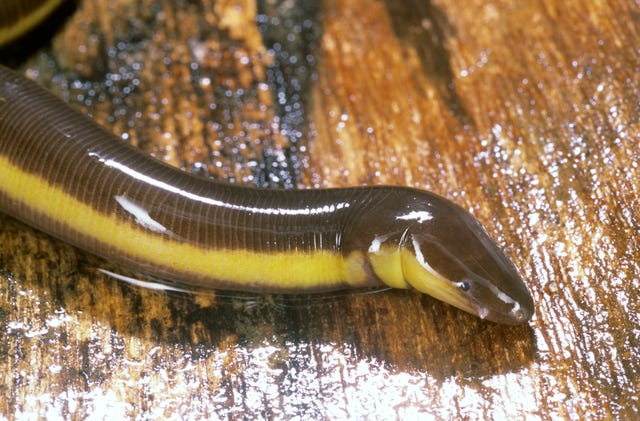 sex with snakes and eels 