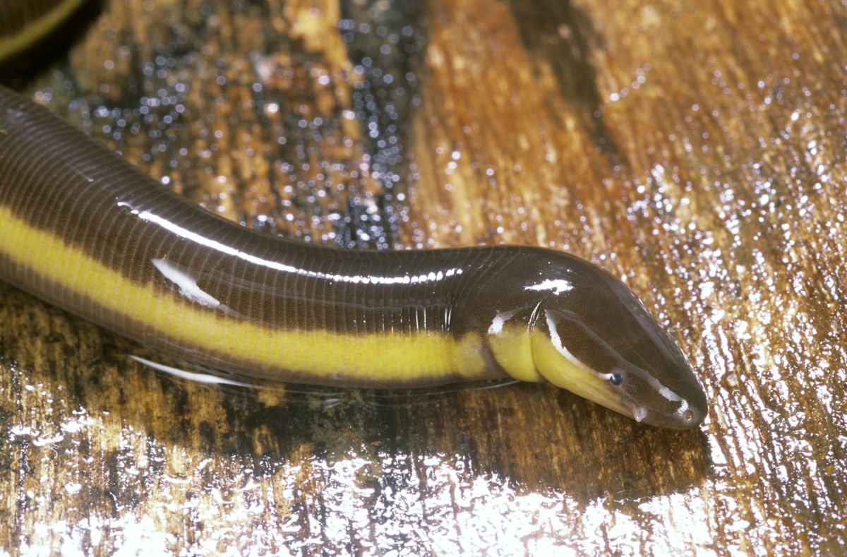 caecilians ichthyophis sp