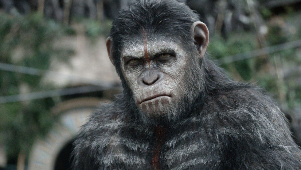 Caesar, the hero of the great contemporary novel of the Planet of the Apes trilogy