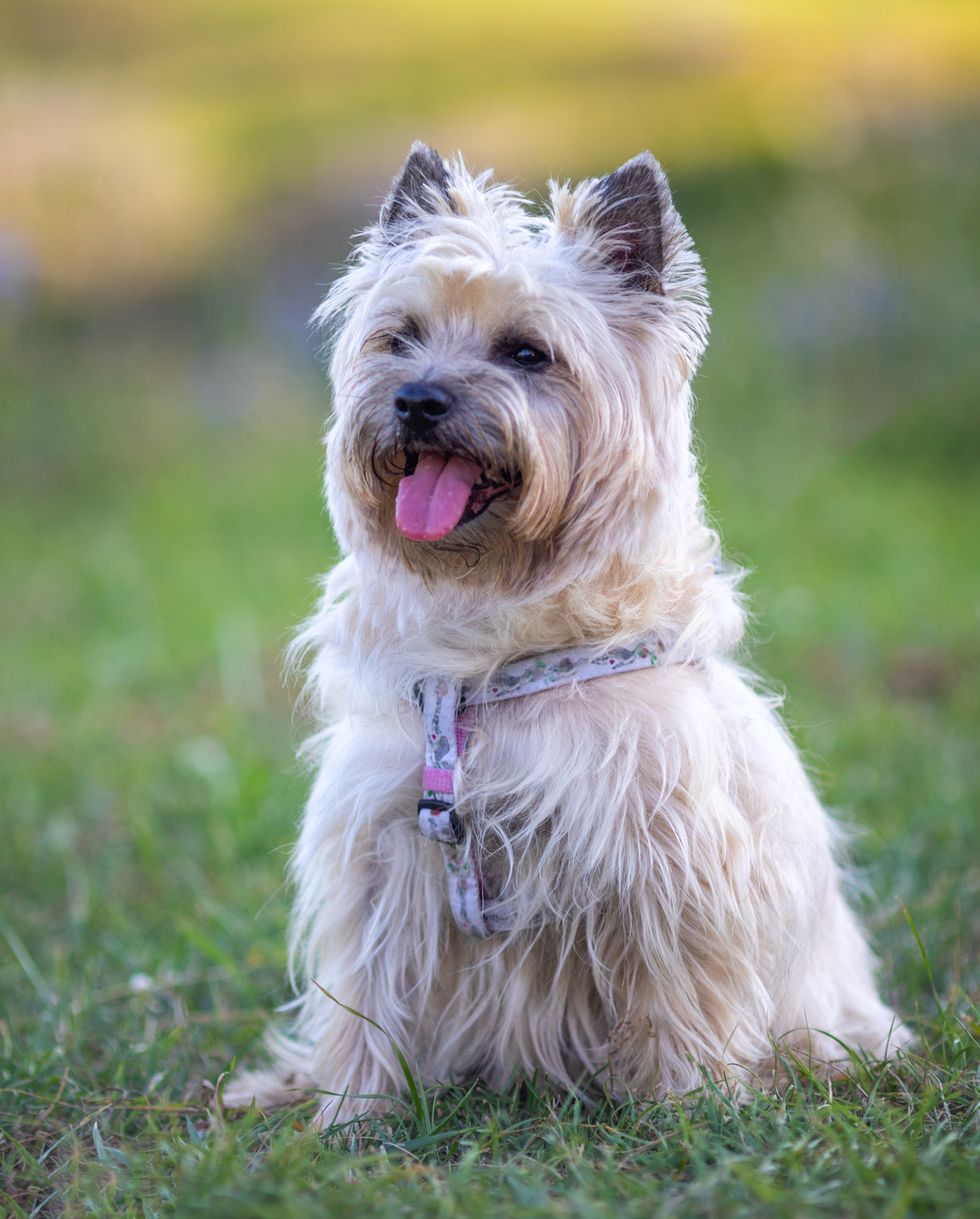 portrait of a cairn terrier in nature