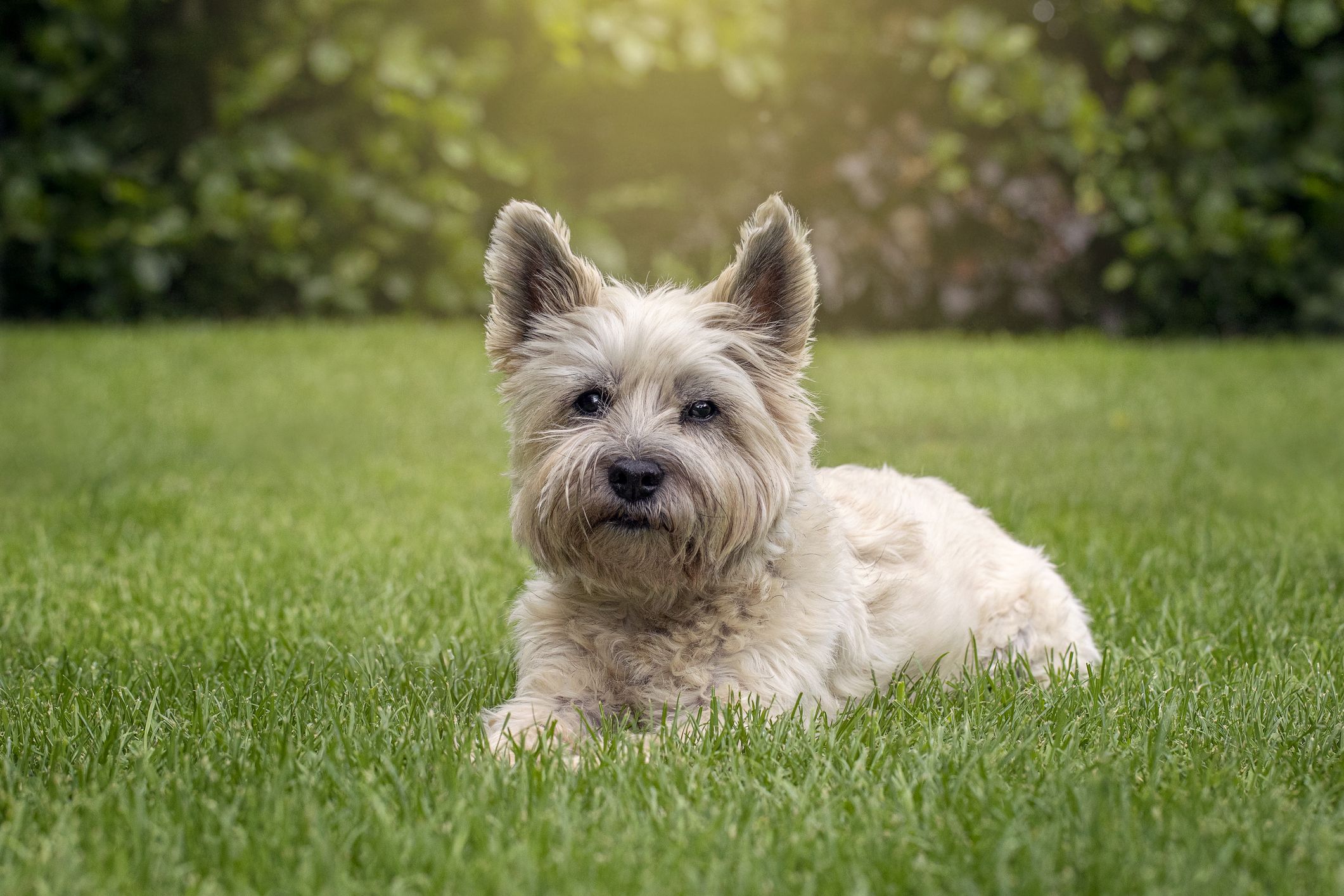 Cairn terrier adult best sale