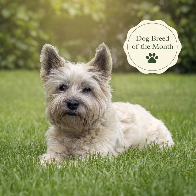 cairn terrier dog breed of the month