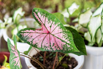 caladium plant with its signature pink and green leaf coloring