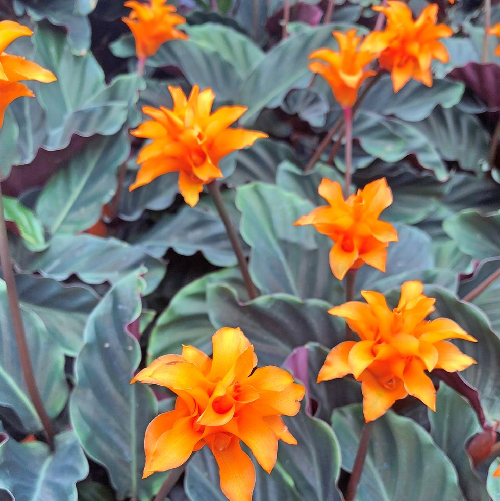 bright orange calathea crocata tasmania flowers also known as eternal flame surrounded by dark leaves