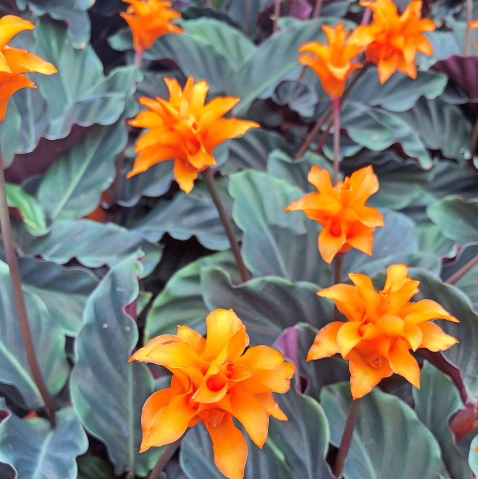 bright orange calathea crocata tasmania flowers also known as eternal flame surrounded by dark leaves