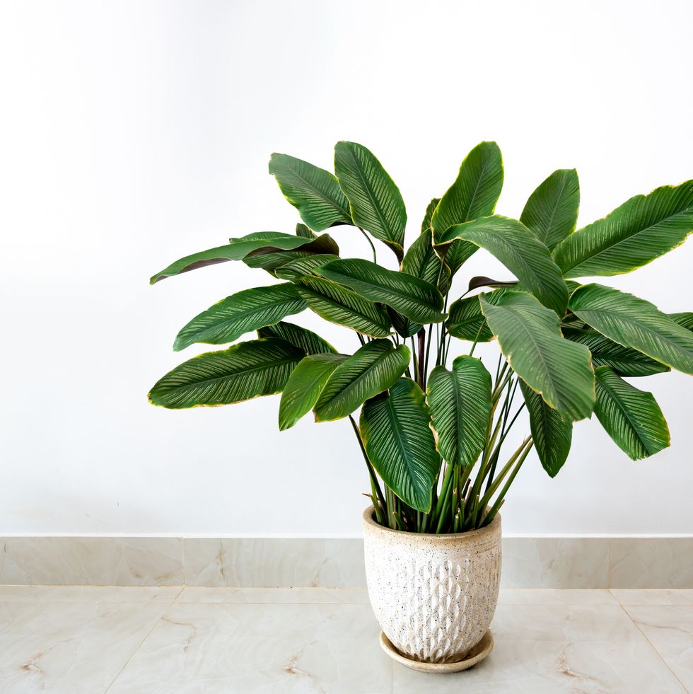 air purifying plants calathea cv sanderiana in a black pot, white background isolate