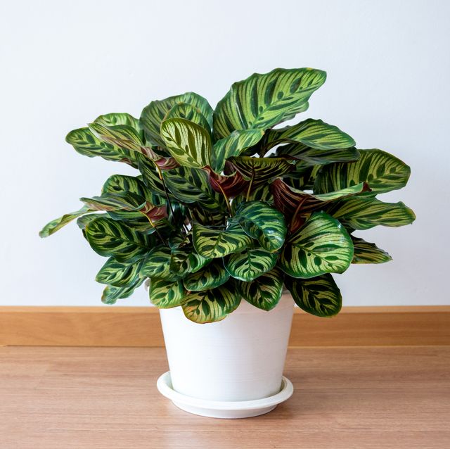 20 beautiful nontoxic houseplants safe for cats calathea makoyana the plants are in white pots in the white wall decorated room