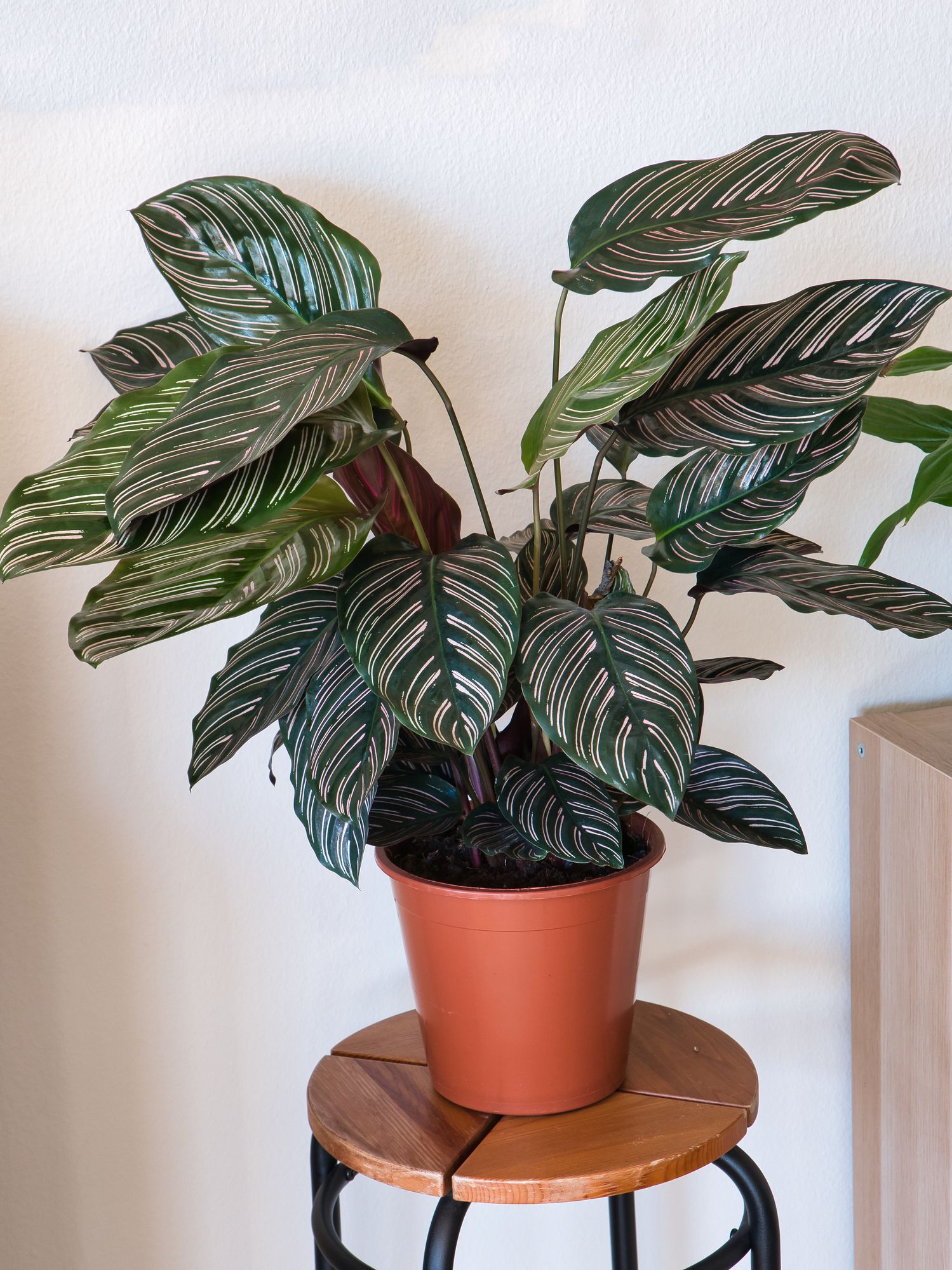 When To Repot Calathea